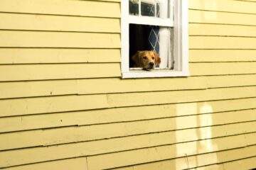 hund, der kigger ud af vindue